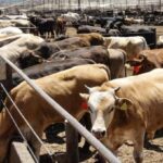 Sader y USDA abren puerta para reanudar exportaciones de ganado: CNA