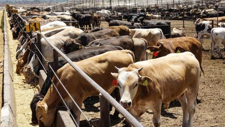 Sader y USDA abren puerta para reanudar exportaciones de ganado: CNA